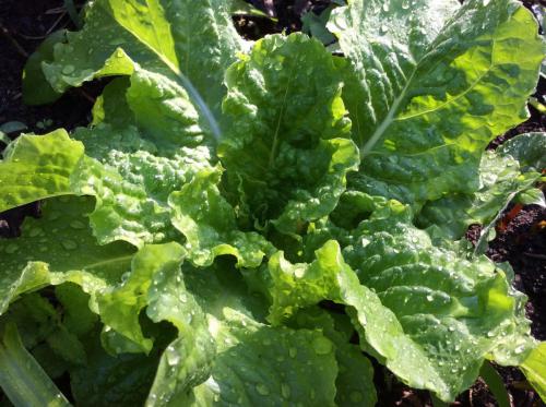 51723299_1339584459517738_271225767403192320_n